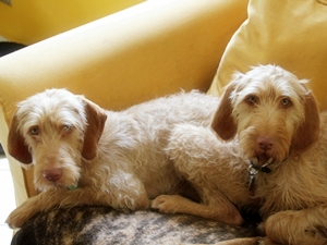 Anton und Willow